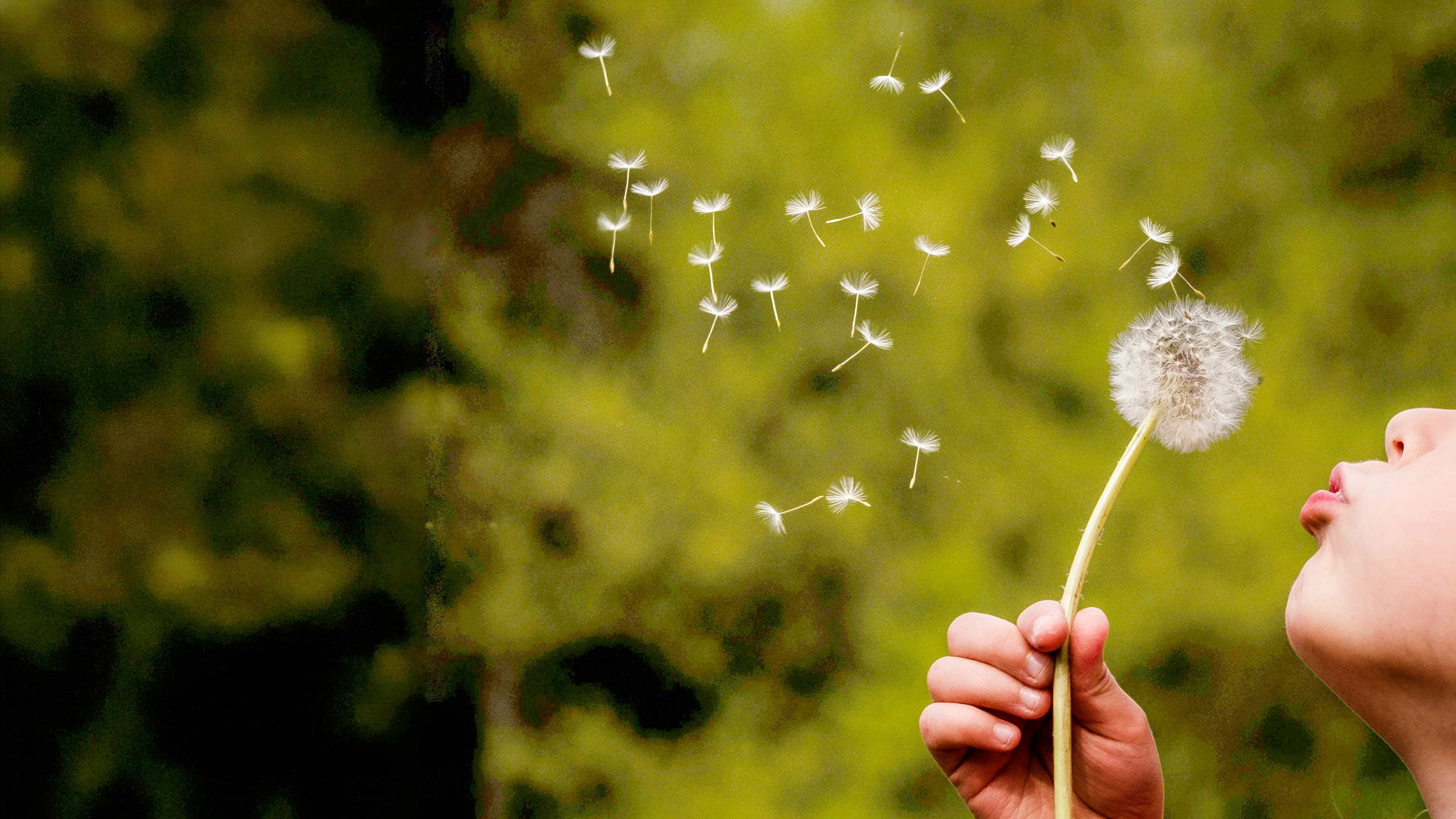 sostenibilita-bilancio-dandelion}